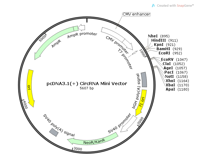 pcDNA31(+) CircRNA Mini Vector 载体,pcDNA31(+) CircRNA Mini Vecto