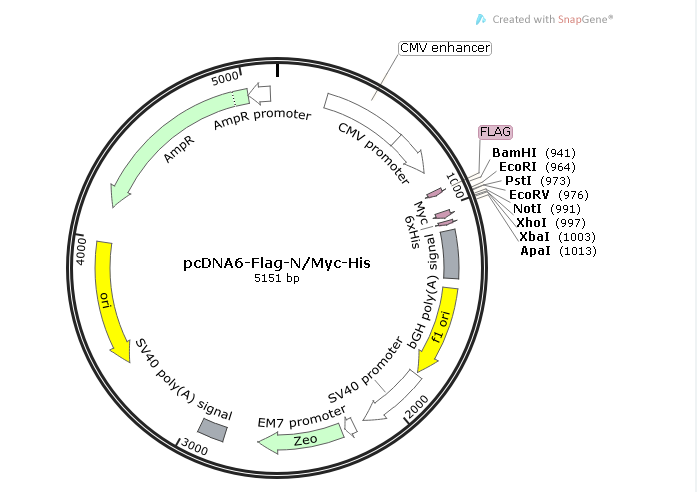 pcDNA6-Flag-N/Myc-His 载体,pcDNA6-Flag-N/Myc-Hi
