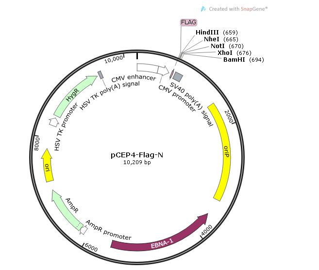 pCEP4-Flag-N 载体,pCEP4-Flag-N