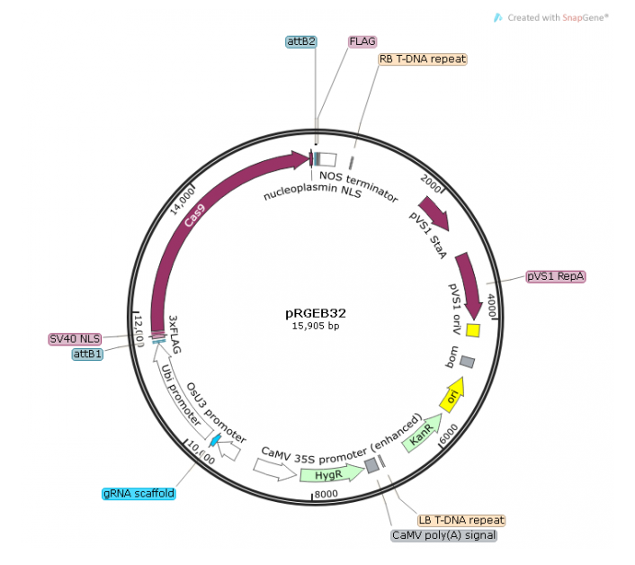 pRGEB32 載體,pRGEB32