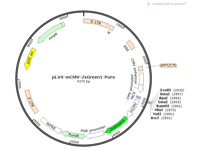 pLVX-mCMV-ZsGreen1-Puro 載體,pLVX-mCMV-ZsGreen1-Puro