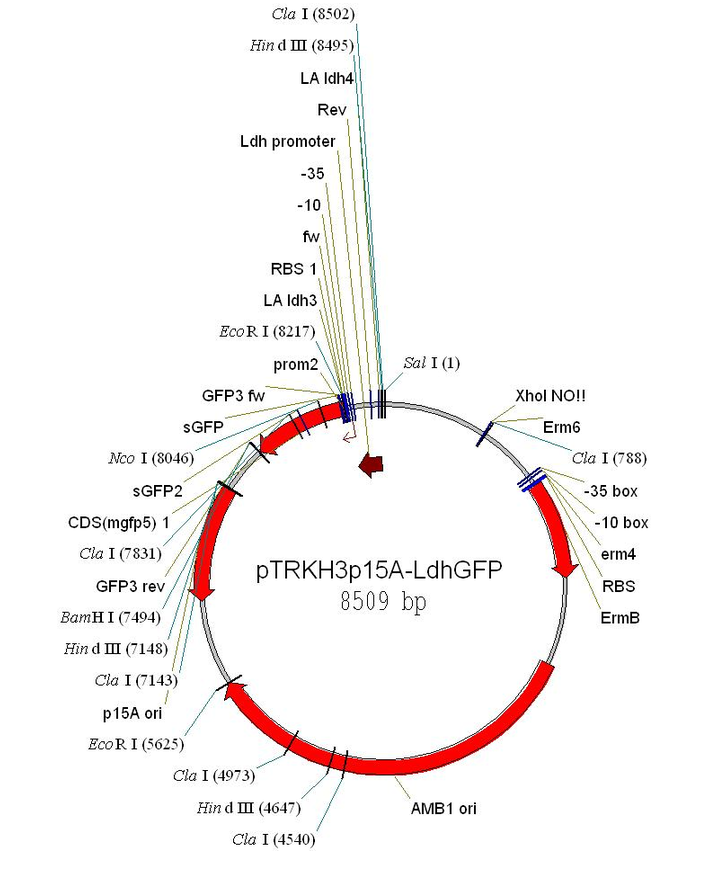 pTRKH3-ldhGFP 載體,pTRKH3-ldhGFP