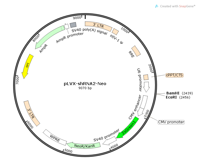 pLVX-shRNA2-Neo 载体,pLVX-shRNA2-Neo