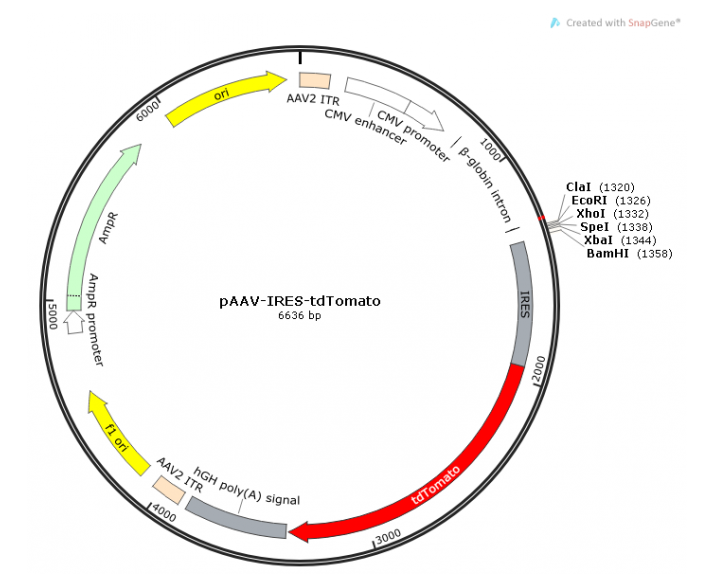 pAAV-IRES-tdTomato 載體,pAAV-IRES-tdTomato