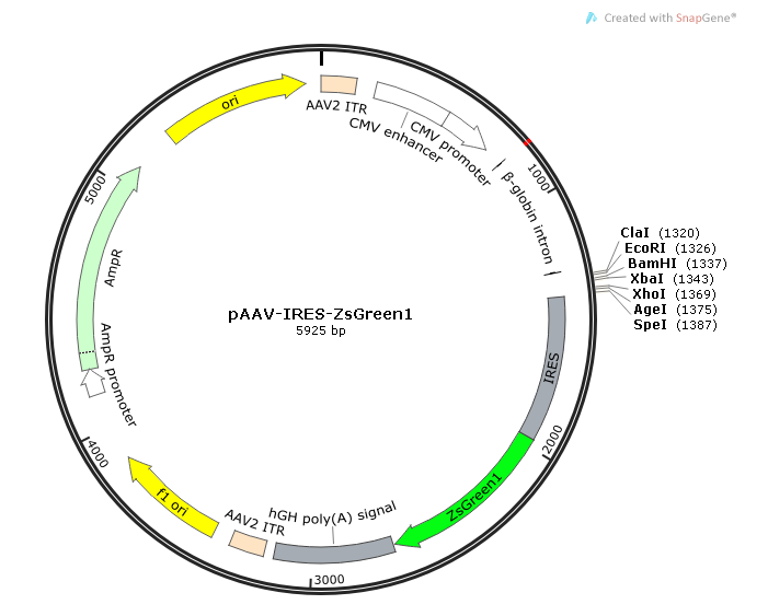 pAAV-IRES-ZsGreen1 载体,pAAV-IRES-ZsGreen1