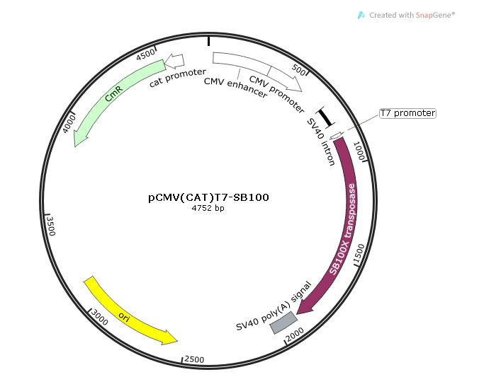 pCMV(CAT)T7-SB100 載體,pCMV(CAT)T7-SB100