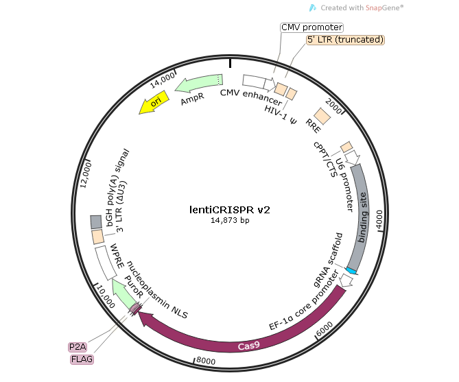 lentiCRISPR v2 載體,lentiCRISPR v2