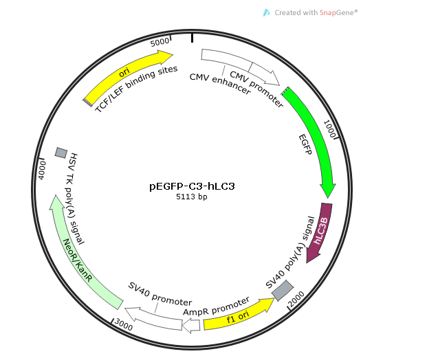 pEGFP-C3-hLC3 (人源) 載體,pEGFP-C3-hLC3