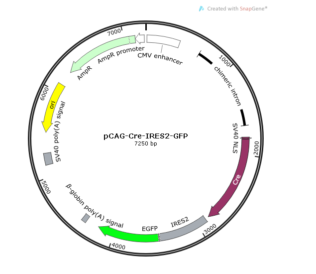 pCAG-Cre-IRES2-GFP 载体,pCAG-Cre-IRES2-GFP