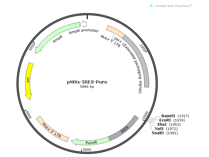 pMXs-IRES-Puro 載體,pMXs-IRES-Pur