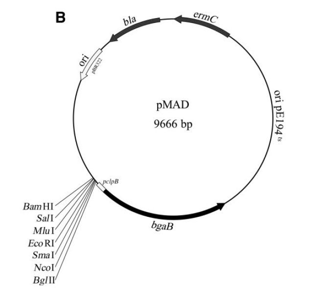 pMAD 载体,pMAD