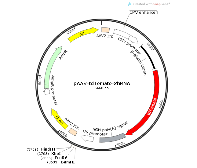 pAAV-tdTomato-shRNA 載體,pAAV-tdTomato-shRNA