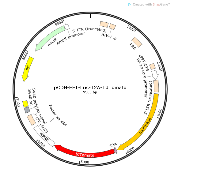 pCDH-EF1-Luc-T2A-tdTomato 載體,pCDH-EF1-Luc-T2A-tdTomato