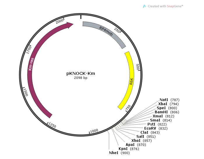 pKNOCK-Km 载体,pKNOCK-K