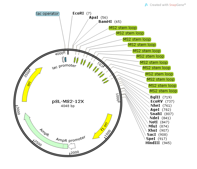 pSL-MS2-12X 载体,pSL-MS2-12X