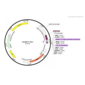 pGADT7-Rec 载体