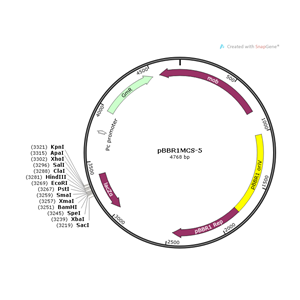 pBBR1MCS-5 载体