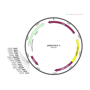 pBBR1MCS-4 载体