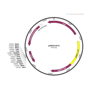 pBBR1MCS 载体