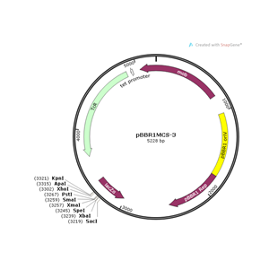 pBBR1MCS-3 载体,pBBR1MCS-3