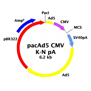 pacAd5 CMVK-NpA 载体