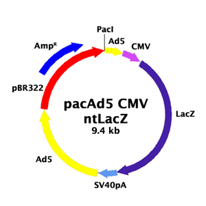 pacAd5 CMV-ntLacZ 载体