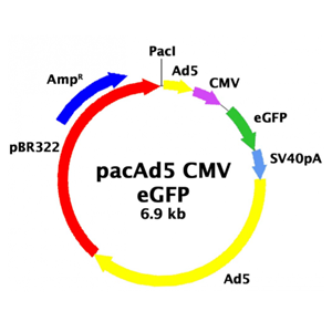pacAd5 CMV-GFP 载体