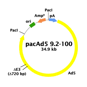 pacAd5 92-100 载体,pacAd5 92-10