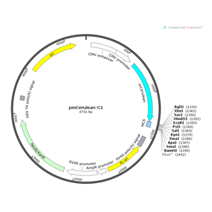 pmCerulean-C1 載體