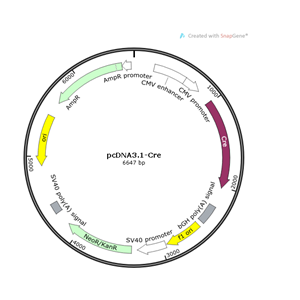 pcDNA31-Cre 载体,pcDNA31-Cre