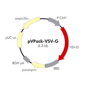 pVPack-VSV-G 载体