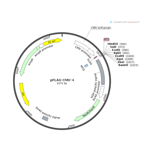 pFLAG-CMV-4 载体