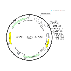 pcDNA31(+) CircRNA Mini Vector 载体
