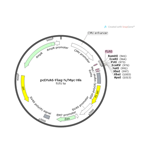 pcDNA6-Flag-N/Myc-His 载体,pcDNA6-Flag-N/Myc-Hi