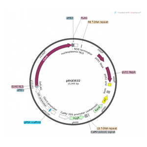 pRGEB32 載體