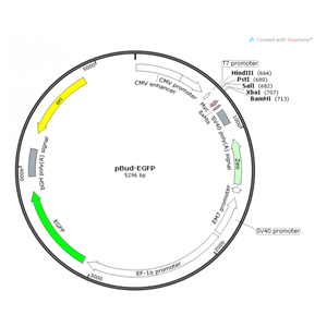 pBud-EGFP 載體