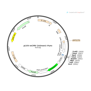 pLVX-mCMV-ZsGreen1-Puro 载体