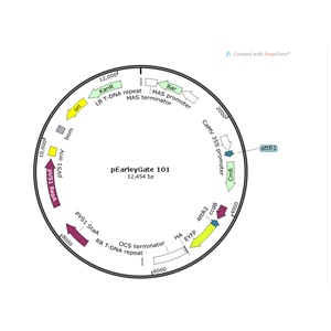 pEarleyGate 101 载体