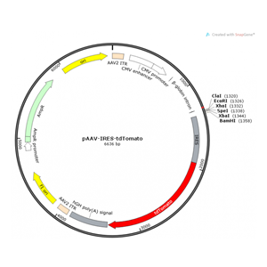 pAAV-IRES-tdTomato 载体
