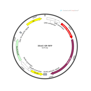 ISceI-GR-RFP 载体,ISceI-GR-RFP