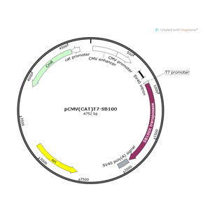 pCMV(CAT)T7-SB100 载体