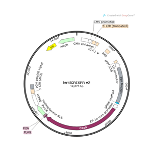 lentiCRISPR v2 載體,lentiCRISPR v2