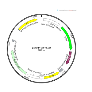 pEGFP-C3-hLC3 (人源) 载体