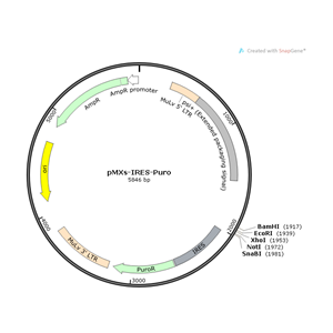 pMXs-IRES-Puro 载体