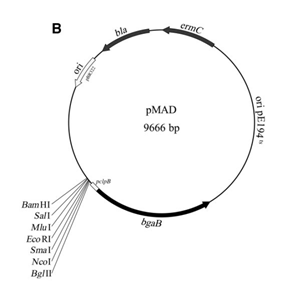 pMAD 载体,pMAD