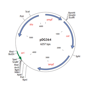 pDG364 载体