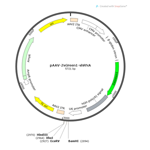pAAV-ZsGreen1-shRNA 载体