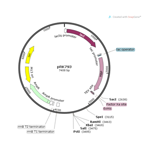 pRK793 載體