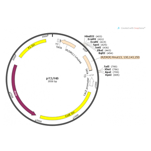 pT2/HB 載體,pT2/HB