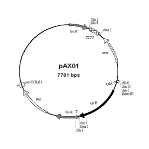 pAX01 载体,pAX01